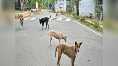 Stray Dog Attack: ಬೆಂಗಳೂರು ಬೀದಿ ನಾಯಿ ಕಡಿತ: ಬೊಮ್ಮನಹಳ್ಳಿ, ದಕ್ಷಿಣ ವಲಯದಲ್ಲೇ ಹೆಚ್ಚು