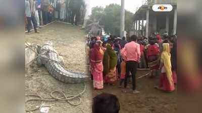 Crocodile in Ganga : জেলেদের পাতা জালে মাছের বদলে ধরা পড়ল আস্ত কুমির! চাঞ্চল্য কালিয়াচকে