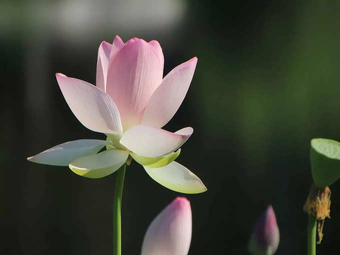 Lotus Flower