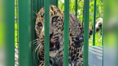 Leopard capture in HD Kote: ಹೆಚ್‌.ಡಿ ಕೋಟೆಯಲ್ಲಿ ಜನರಿಗೆ ಉಪಟಳ ನೀಡ್ತಿದ್ದ ಚಿರತೆ ಸೆರೆ