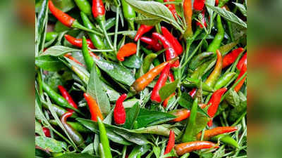 Health Benefits Of Kandhari Chili : ഹൃദ്രോഗങ്ങള്‍ മുതല്‍ രക്തസമ്മര്‍ദ്ദം വരെ വരുതിയിലാക്കാം; അറിയണം കാന്താരി മുളകിന്റെ അത്ഭുത ഗുണങ്ങള്‍