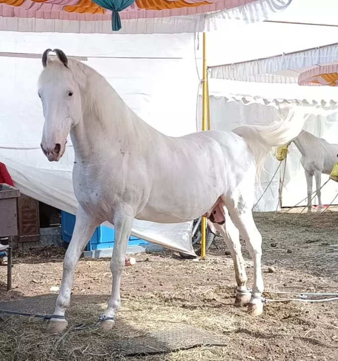 घोड्याच्या देखभालीसाठी २४ तास मजूर