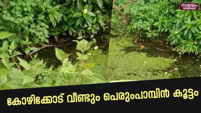 വീണ്ടും പെരുംപാമ്പിൻ കൂട്ടം