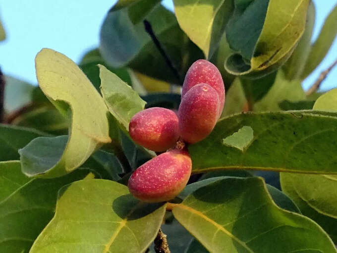 ​અર્જુન છાલ