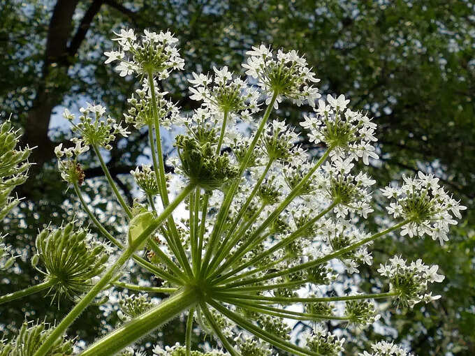 ​પુનર્નવા