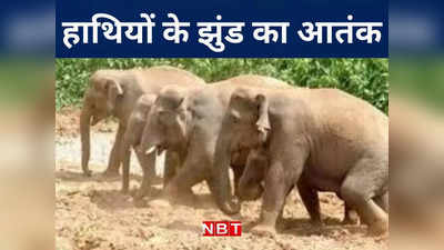 झारखंड से आए हाथियों के झुंड ने बिहार में मचाई तबाही, आधा दर्जन किसानों को किया घायल, देखिए VIDEO
