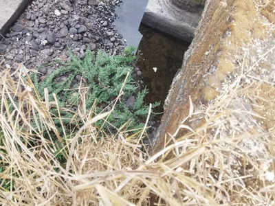 पनवेलमधील उड्डाणपुलाखाली आढळला महिलेचा मृतदेह; परिसरात उडाली एकच खळबळ