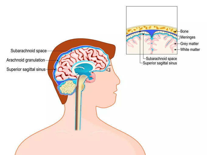 दिमाग में पानी भरने का ज्यादा खतरा किसे है?