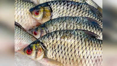 Kolkata Fish Market Price: শহরে চড়া মাছের দাম! পমফ্রেট, ভেটকি কত?