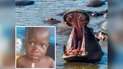 Hippo swallows Boy: दरियाई घोड़े के मुंह से जिंदा बाहर आया 2 साल का बच्चा, पहले निगला फिर उगला, जानें पूरा मामला