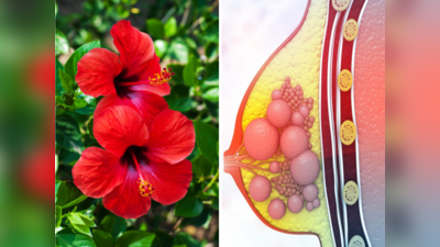 Hibiscus for Cancer Treatment: कैंसर का इलाज लिए बैठा है ये प्यारा सा फूल, कहीं भी मिले तुरंत तोड़कर ले जाना घर