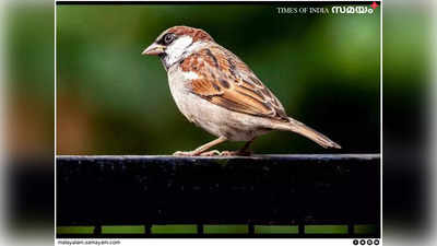 World Sparrow Day: എന്താണ് അങ്ങാടിക്കുരുവികള്‍ക്ക് സംഭവിക്കുന്നത്‌?