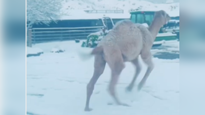 Camel Viral Video: முதல் முறையாக பனியில் விளையாடும் ஒட்டகம்! வைரல் வீடியோ