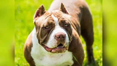 Pitbull Dog: करनाल में घर की छत पर खेल रही 9 साल की बच्ची पर पिटबुल का हमला, चेहरा नोच खाया