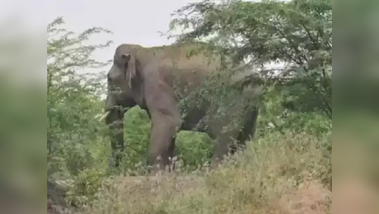 हत्तींकडून शेतकऱ्यांचे ३२ लाखांचे नुकसान; भंडारा जिल्ह्यातील ३१ गावांत धुमाकूळ