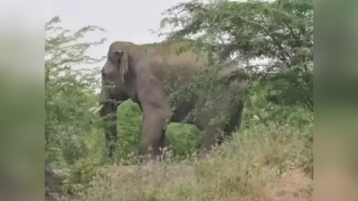 हत्तींकडून शेतकऱ्यांचे ३२ लाखांचे नुकसान; भंडारा जिल्ह्यातील ३१ गावांत धुमाकूळ