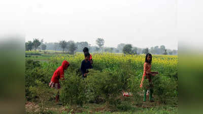 West Bengal Trending News: লঙ্কার ঝালে জ্বলুনি সারা গায়ে, সংসারে নুন তেলের খরচ জোগাতে মাঠেই কাটে শৈশব