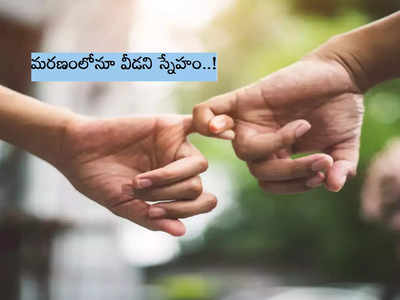 మసూర్ లేడని ఆగిన రామ్ గుండె.. మరణంలోనూ వీడని ‘స్నేహం’