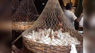 Kolkata Chicken Price: রবিবার মাংসের দোকানে ভিড়, শহরে কত দামে বিক্রি হচ্ছে চিকেন?