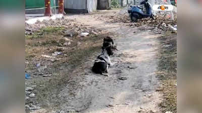 Siliguri News : শিলিগুড়িতে বাড়িতে স্ত্রী না থাকার সুযোগে পথ কুকুরকে ধর্ষণ, থানায় অভিযোগ দায়ের