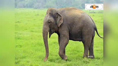 Elephant : হাতি তাড়াতে গিয়ে মর্মান্তিক ঘটনা ঝাড়গ্রামে, প্রাণ গেল কলেজ পড়ুয়ার