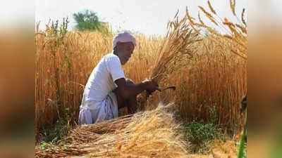 Farmer: बुंदेलखंड के कठिया गेहूं को मिलेगा जीआई टैग, किसानों को उपज का मिल सकेगा बेहतर मूल्य