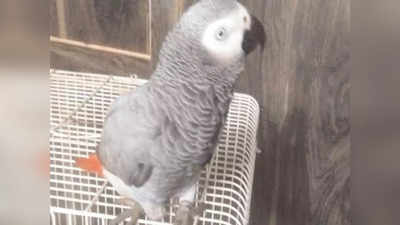 Parrot: तोता बोला- मुझे मम्मी-पापा के साथ जाना है... थाने में लड़ रहे परिवारों के साथ पुलिस वाले भी रह गए दंग