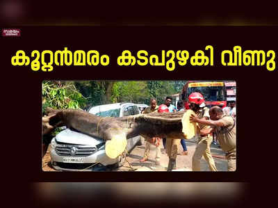 മരം കടപുഴകി വീണ്  4 പേർക്ക് പരിക്ക്