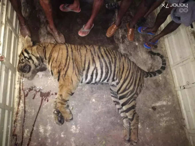 Idukki Tiger Death