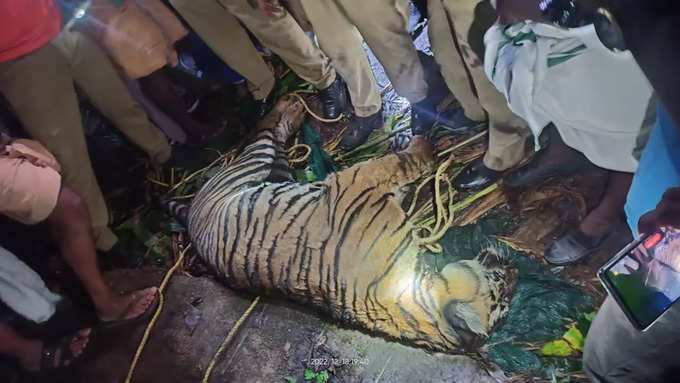 Idukki Tiger Death