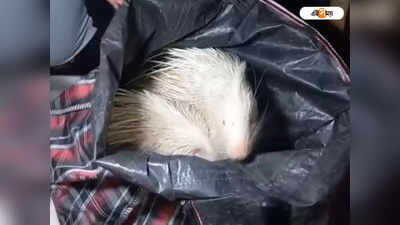 Himalayan Porcupine in Kanchanjungha Express : বর্ধমানে কাঞ্চনজঙ্ঘা এক্সপ্রেস থেকে উদ্ধার বিরল প্রজাতির সজারু, গ্রেফতার ৩