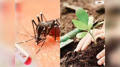 Dengue Fever : ডেঙ্গি ও দূষণ রোধে ফাঁকা জমিতে বড় গাছ প্রতিস্থাপন