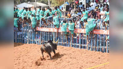 அலகுமலை கிராமத்தில் ஜல்லிக்கட்டு நடத்தப்படுமா? கலெக்டர் பரிசீலிக்க உத்தரவு!