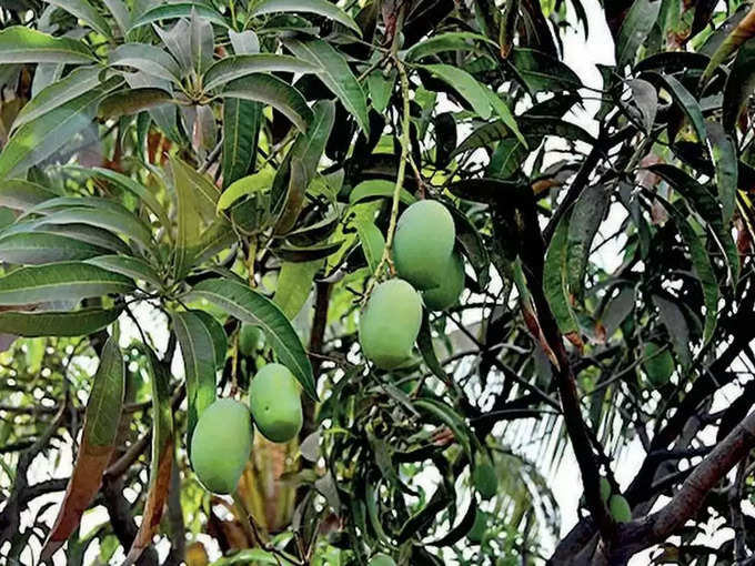 mango-tree.