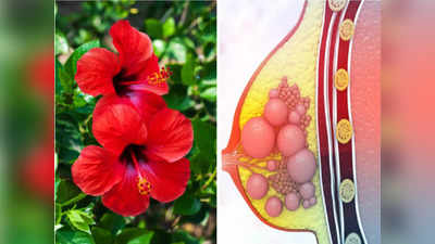 Hibiscus for Cancer Treatment : हे छोटंसं व सुंदर फुल आहे भयंकर कॅन्सरवर रामबाण उपाय, कुठेही दिसलं तर घरी आणाच