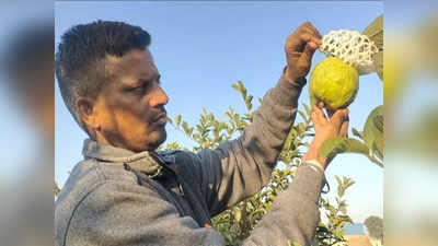 Haryana Farmer: प्राइवेट नौकरी छोड़ की नई शुरुआत, अमरूद का बाग लगा लाखों कमा रहा हरियाणा का ये किसान