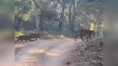4 शावक के साथ फिर नजर आई रूनी झूनी बाघिन, नजारा देख रोमांचित हुए पर्यटक... देखिए Video