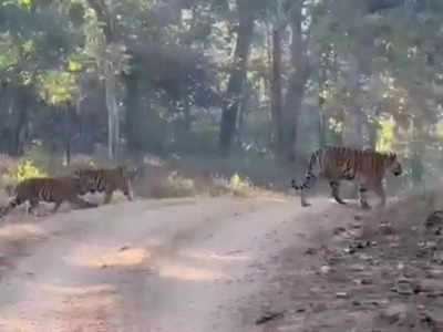 4 शावक के साथ फिर नजर आई रूनी झूनी बाघिन, नजारा देख रोमांचित हुए पर्यटक... देखिए Video