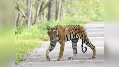 Tiger Trap - ಕಡೆಗೂ ಬೋನಿಗೆ ಬಿತ್ತು 10 ದನ ತಿಂದು ಹಾಕಿದ್ದ ಹುಲಿ!