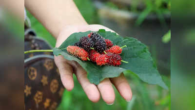 Mulberry Leaves:പ്രമേഹവും കൊളസ്‌ട്രോളും കുറയ്ക്കാന്‍ മള്‍ബെറി ഇല...