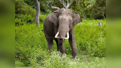 Uttarakhand News: कोटद्वार में हाथी ने महिलाओं पर बोला हमला, एक महिला को पटक कर मार डाला... 3 घायल