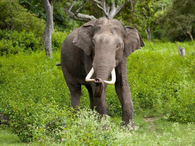 Uttarakhand News: कोटद्वार में हाथी ने महिलाओं पर बोला हमला, एक महिला को पटक कर मार डाला... 3 घायल