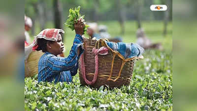 Assam Tea Price : এক কেজির দাম ১.১৫ লাখ! অসমের এই সোনার চা-এর চুমুক দেবেন নাকি?