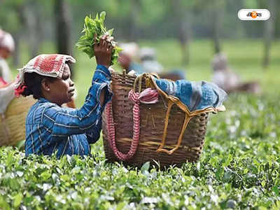 Assam Tea Price : এক কেজির দাম ১.১৫ লাখ! অসমের এই সোনার চা-এর চুমুক দেবেন নাকি?