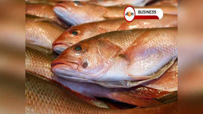 Kolkata Fish Market Rate: সস্তার ভোলা মাছও 250 টাকা! রুই কিনতে খরচ কত?
