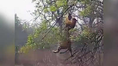 Video: माकडाच्या सापळ्यात अडकला वाघ, उंच फांदीवर नेऊन केला मोठा गेम