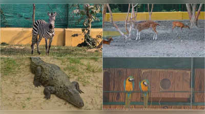 New Town Mini Zoo: কলকাতাবাসীর জন্য সুখবর, ঘরের পাশেই চিড়িয়াখানায় জেব্রার পর এবার জলহস্তি