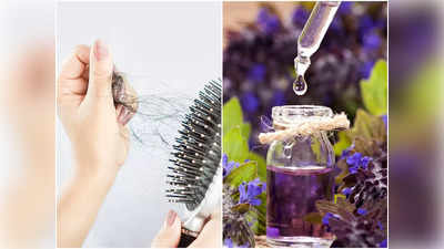 Lavender Oil For Hair: চোখের নিমেষে লম্বা হবে চুল, দিনে ১ বার এই তেল মাথায় মেখে নিন