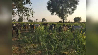 फसल तबाह कर रहे छुट्टा पशुओं को ताला तोड़कर सरकारी स्कूल में बांध दिया, बाहर खड़े रहे बच्चे और टीचर