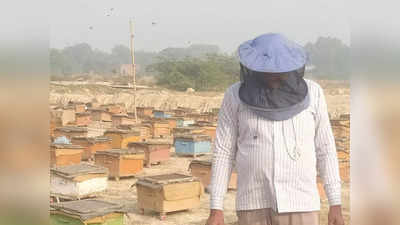 नौकरी न मिलने से हुए थे निराश, अब 1 ट्रक मधुमक्खी से लाखों रुपये कमाते हैं कौशांबी के ये बी-मैन